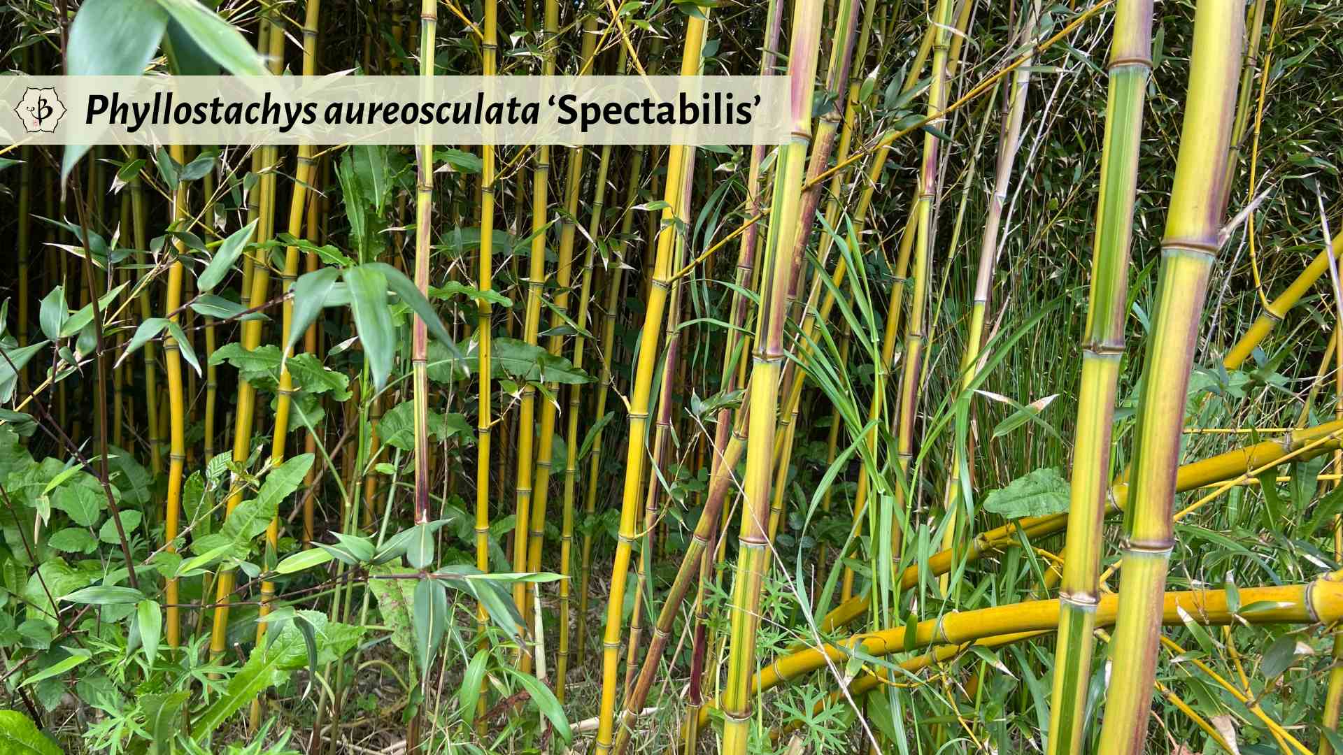 Phyllostachys aureosulcata Spectabilis striped bamboo