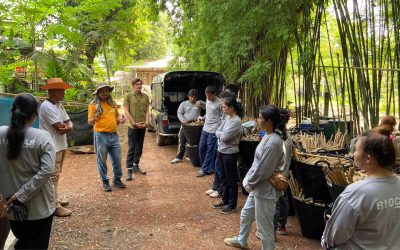 Bamboo and Biochar in Thailand