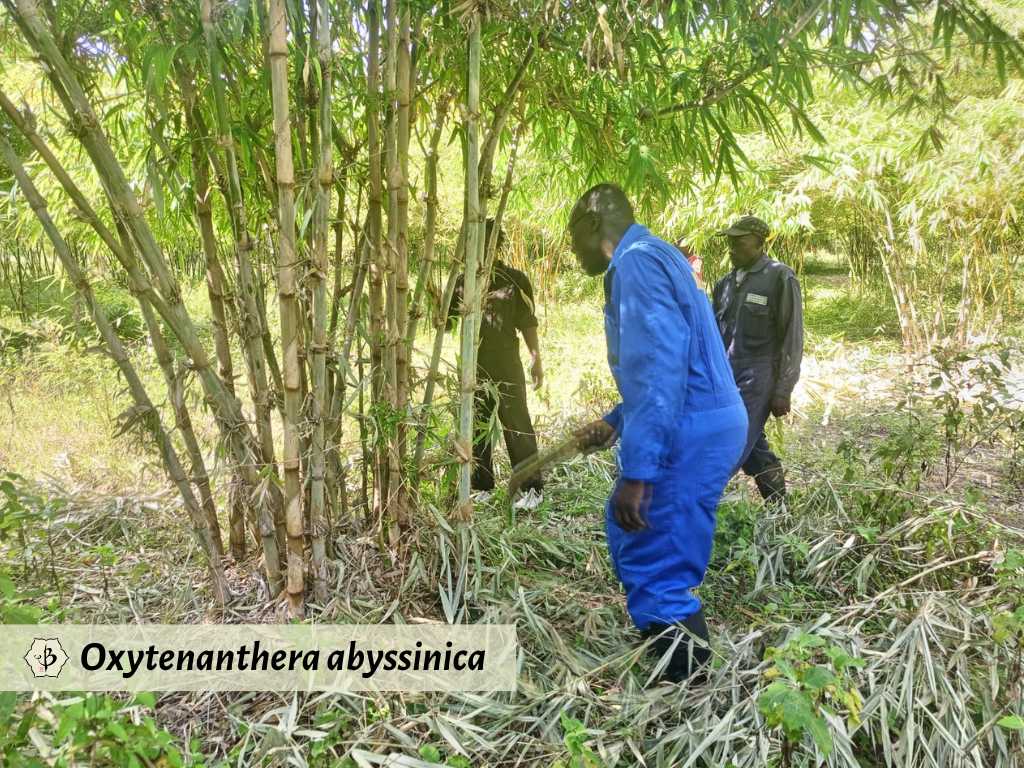 Oxytenanthera abyssinica Kenya