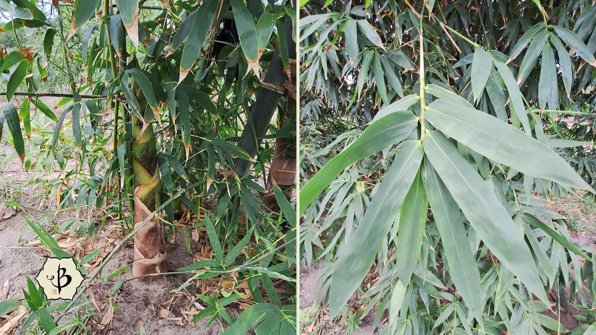 Oxytenanthera abyssinica features Mozambique
