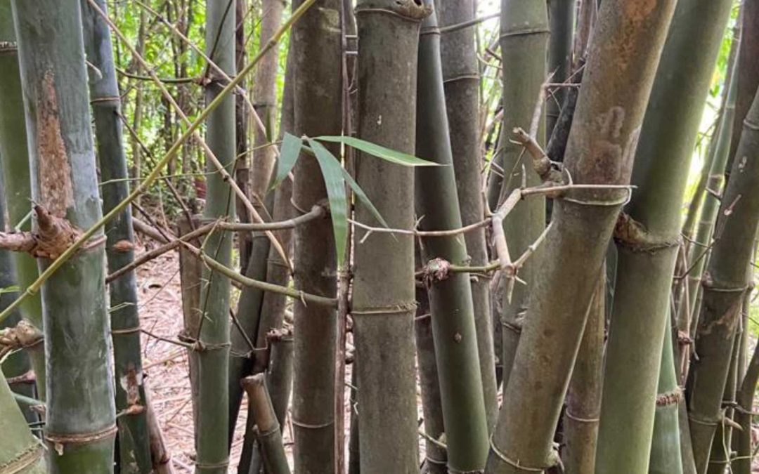 Bambusa blumeana with visible thorns