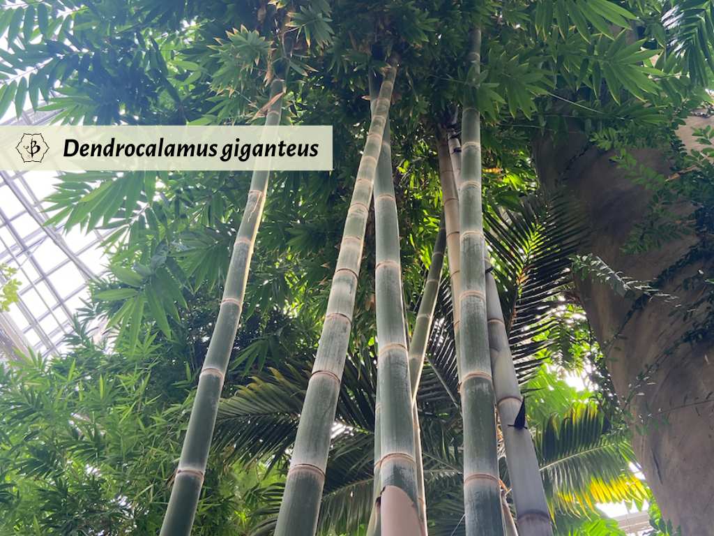 Dendrocalamus giganteus Berlin Hornaday