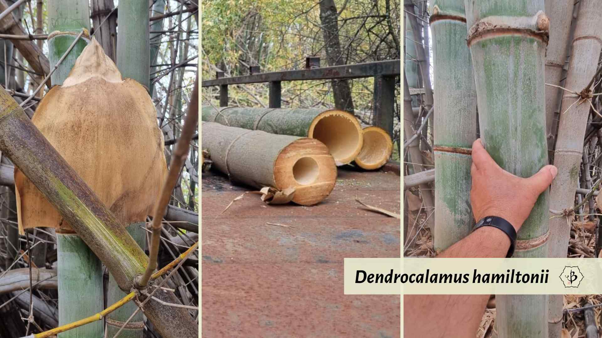 Dendrocalamus hamiltonii species gallery