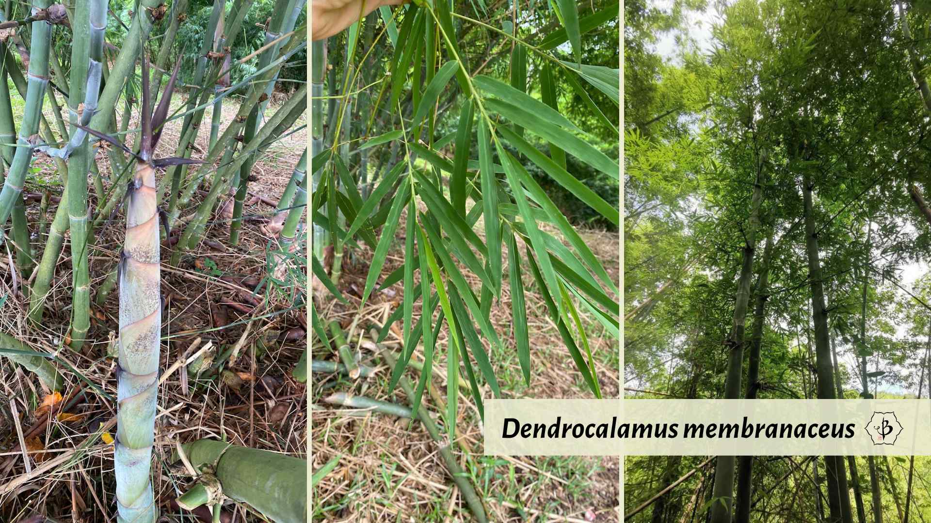 Dendrocalamus membranaceus species gallery