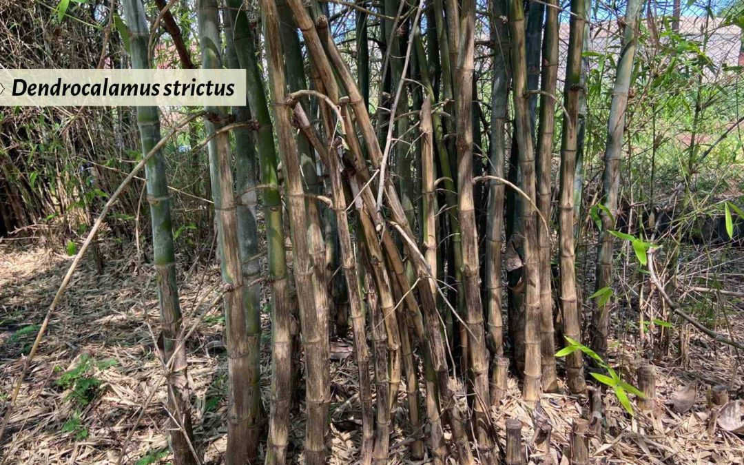 Dendrocalamus strictus: An exceptional bamboo giant