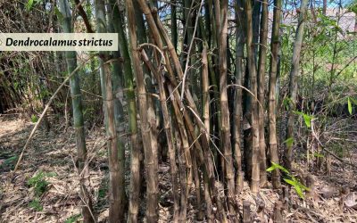 Dendrocalamus strictus: An exceptional bamboo giant