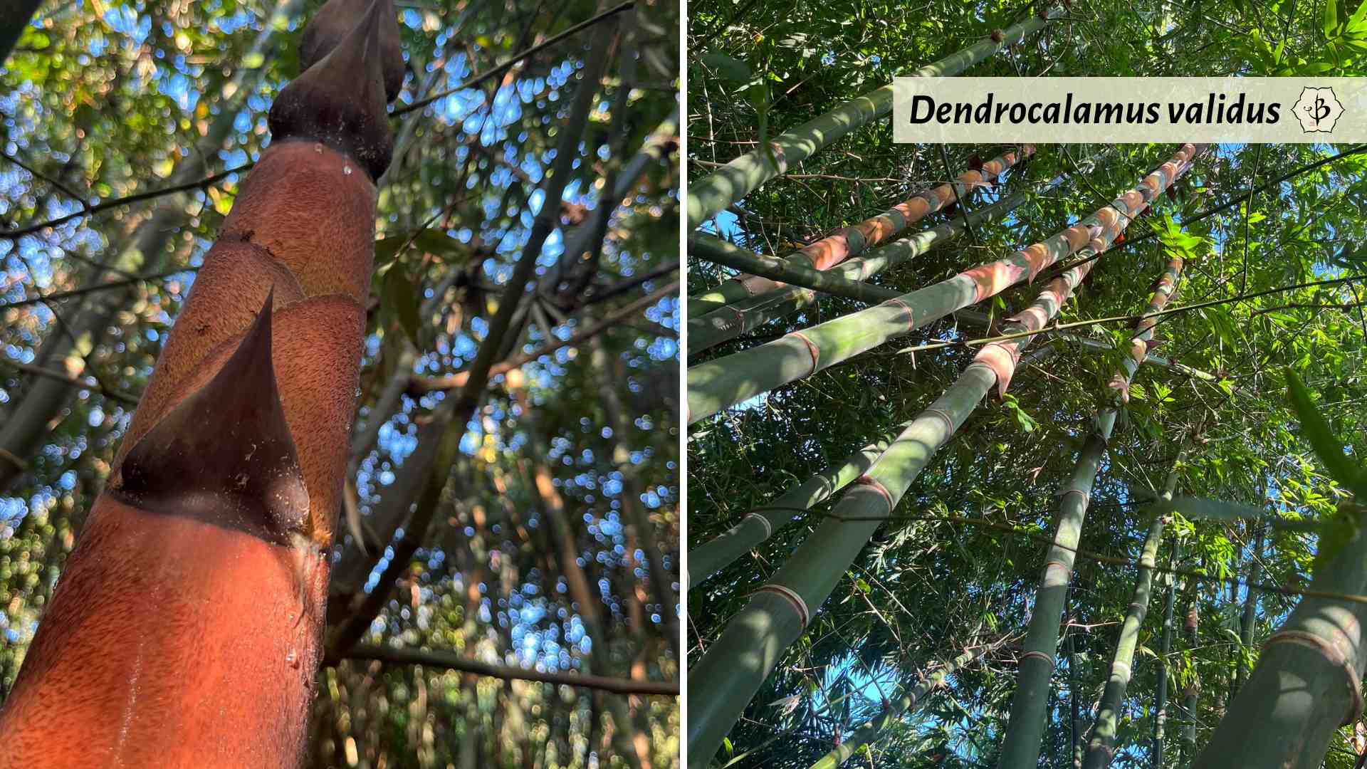 Dendrocalamus validus bamboo Shanti