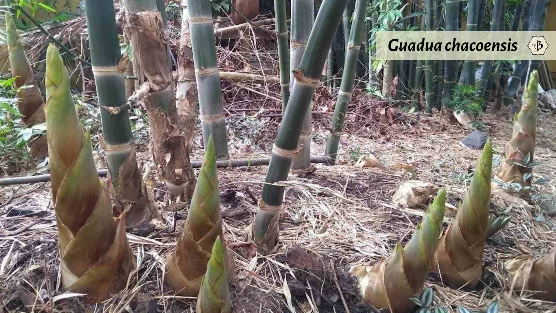Guadua chacoensis in South America