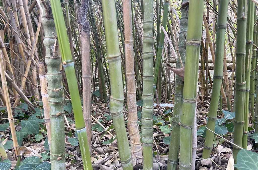 Phyllostachys aurea irregular Hornaday