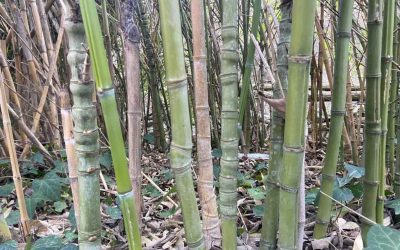 Is bamboo invasive or just expansive?