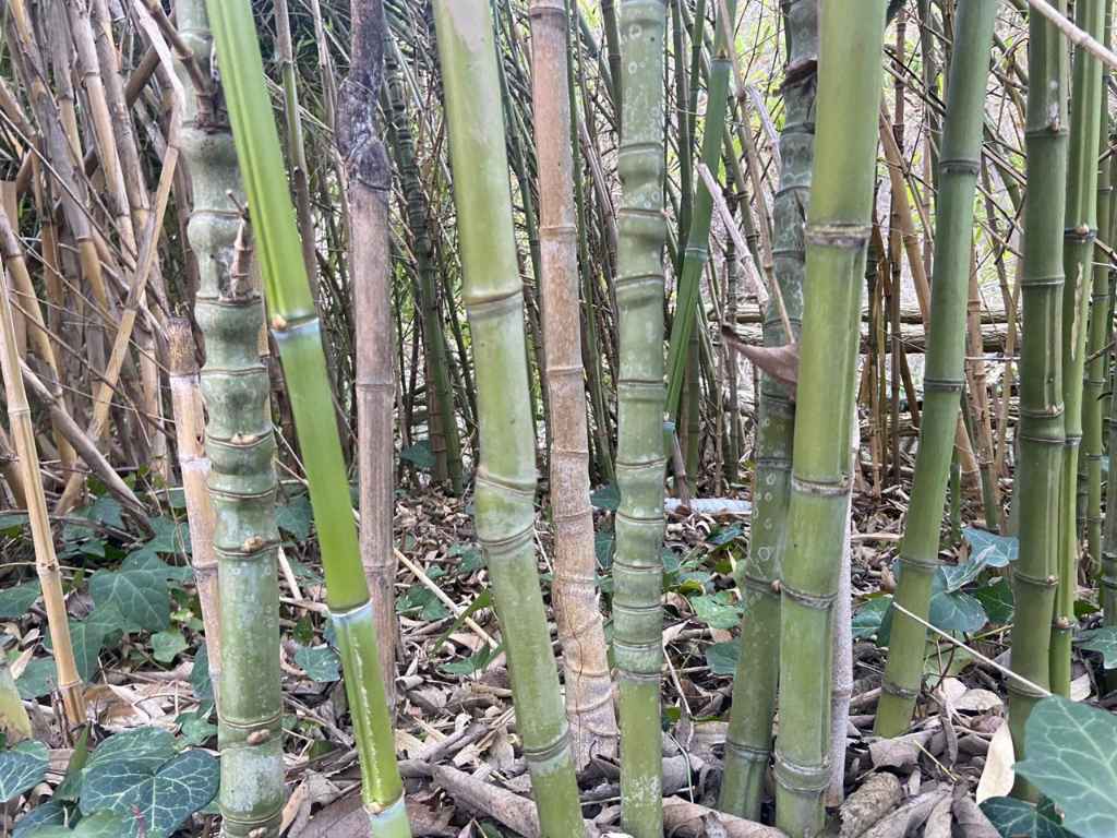 Phyllostachys aurea irregular Hornaday