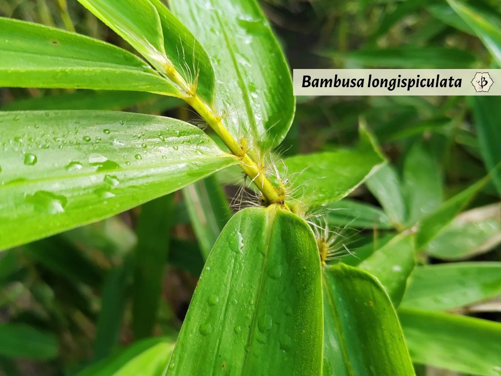 Bambusa longispiculata leaves