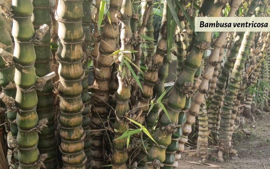 Buddha Belly Bamboo: Bambusa ventricosa and others