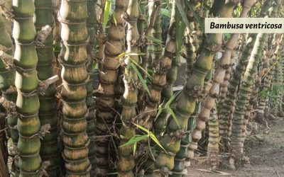 Buddha Belly Bamboo: Bambusa ventricosa and others