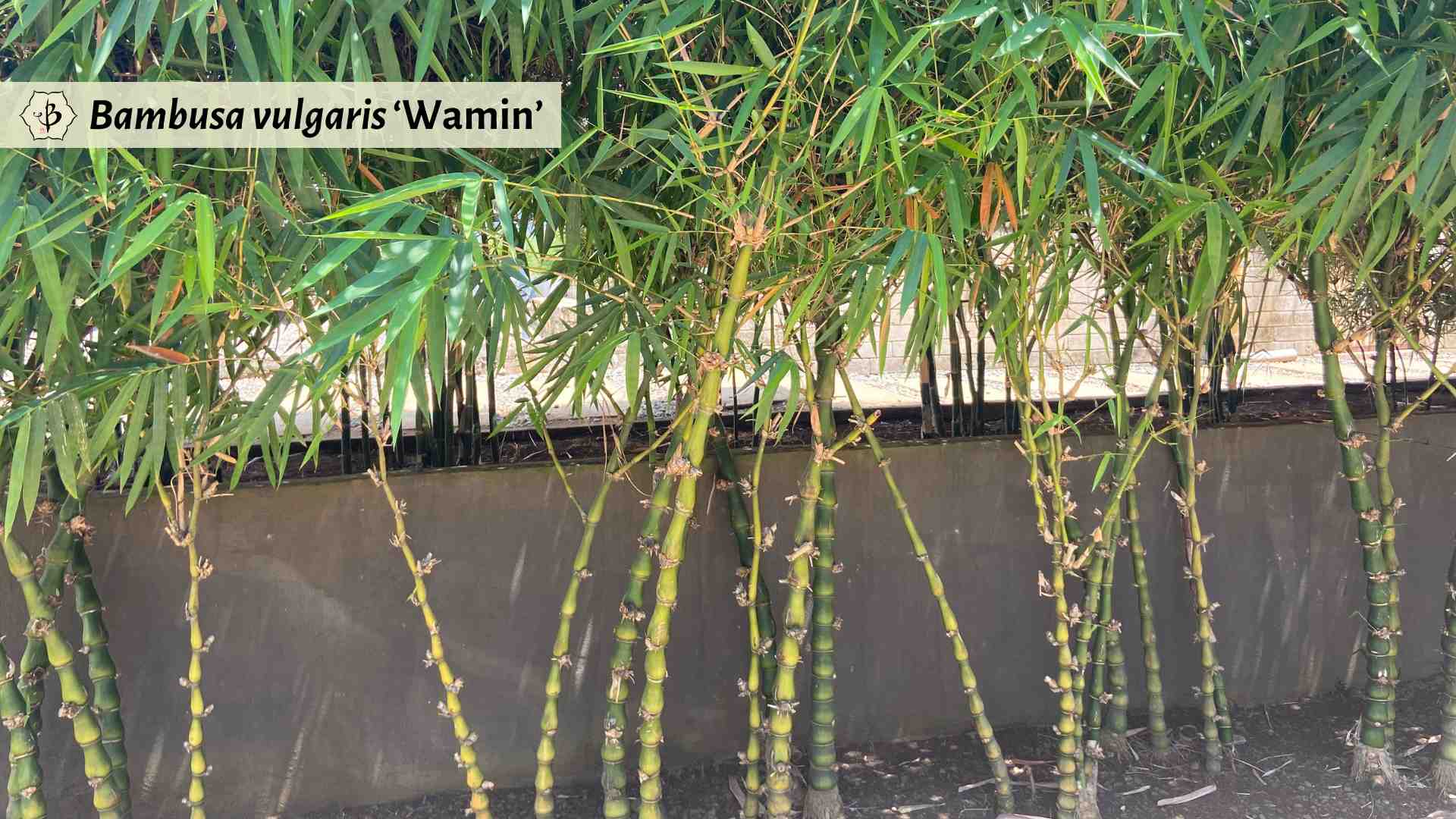Bambusa vulgaris Wamin Hornaday
