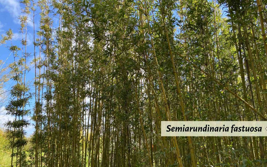 Semiarundinaria fastuosa temple bamboo Hornaday