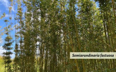 Semiarundinaria fastuosa: Temple Bamboo
