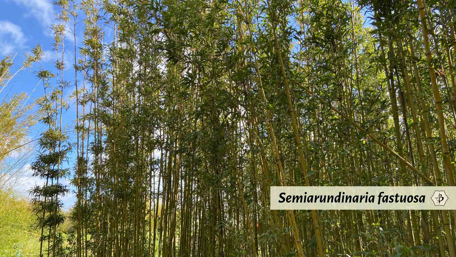 Semiarundinaria fastuosa temple bamboo Hornaday