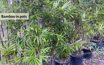 Growing Bamboo in Pots: Pros and cons