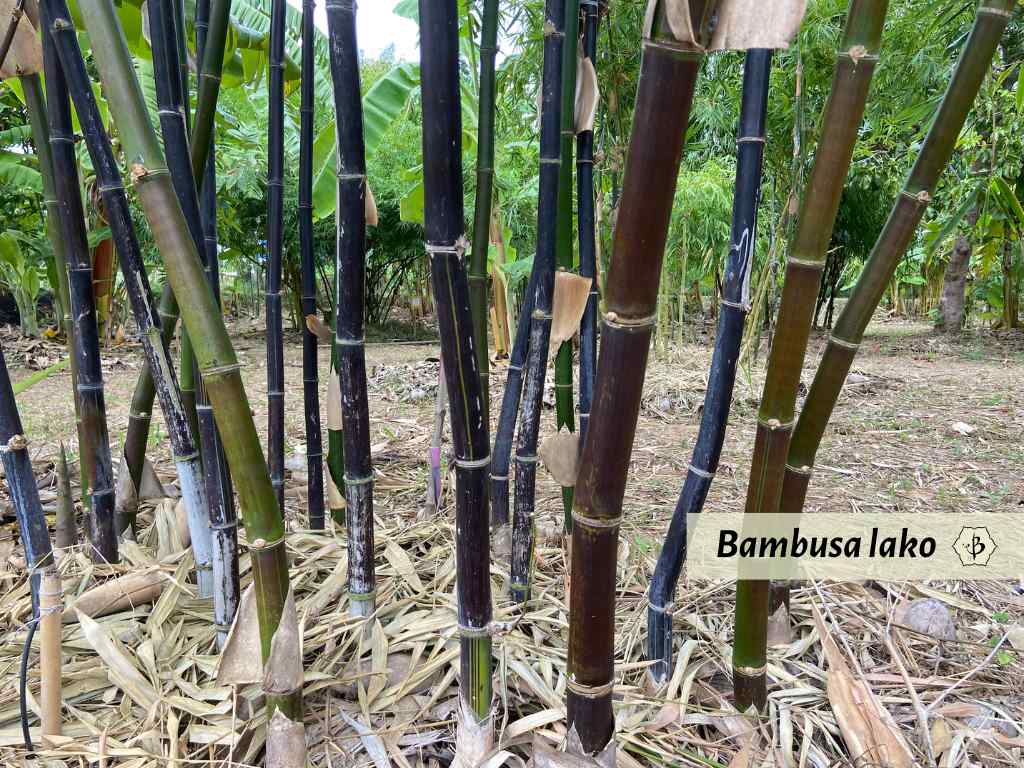 Bambusa lako Hornaday