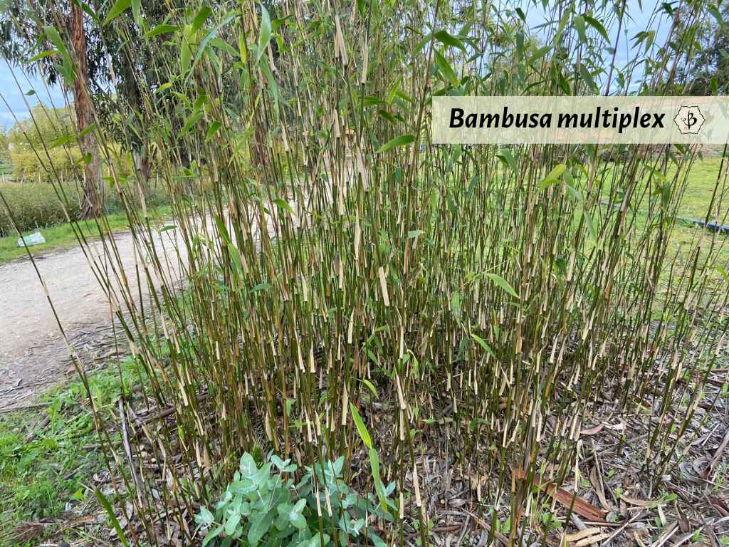 Bambusa multiplex