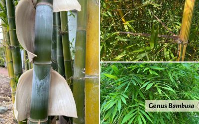 Genus Bambusa: Paragon of bamboo