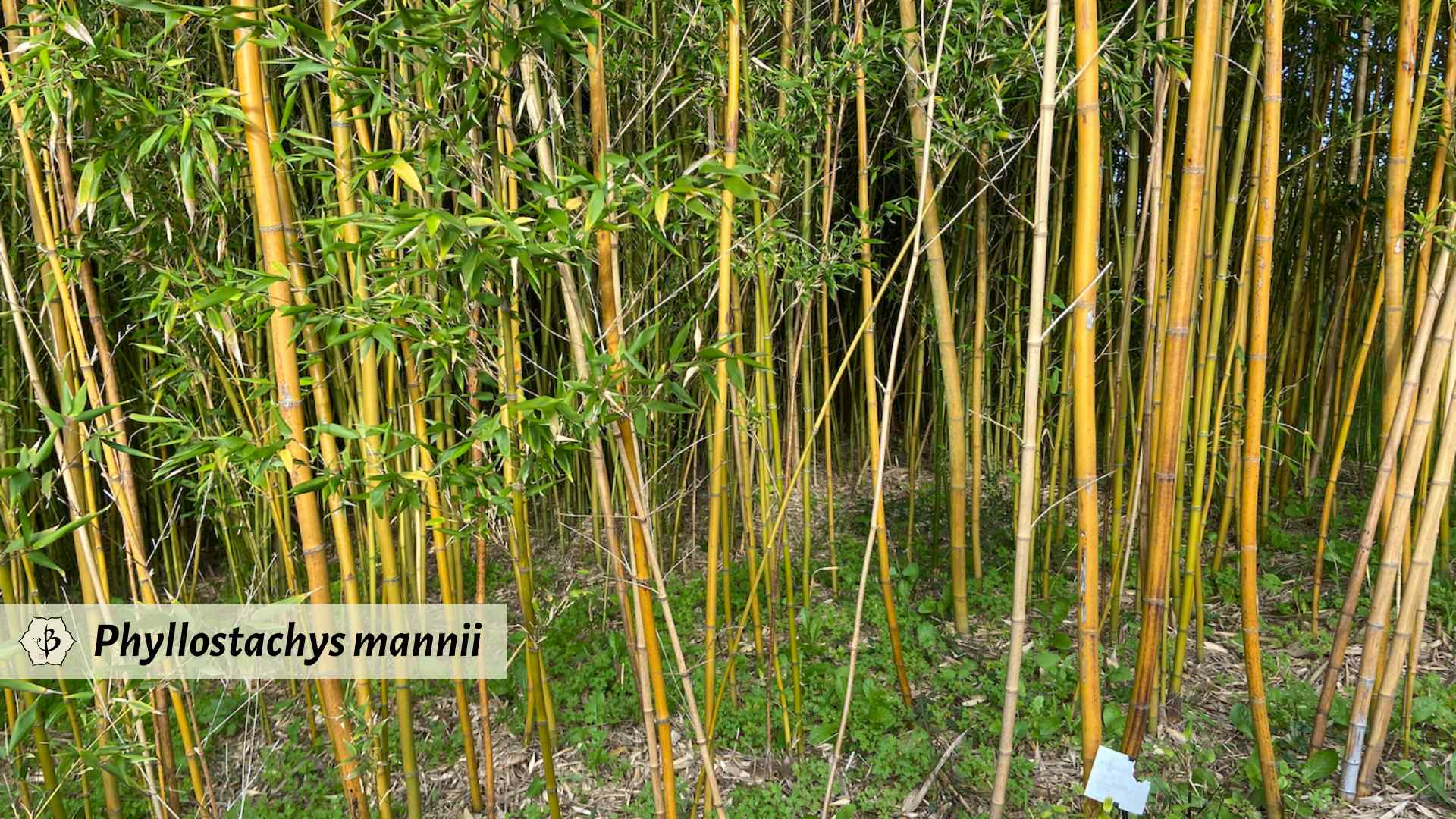 Phyllostachys mannii Hornaday