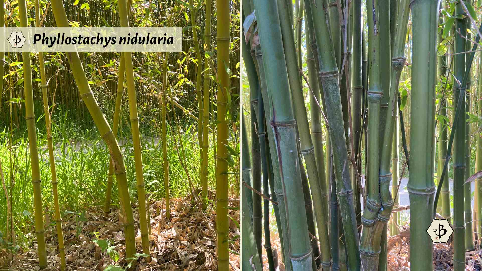 Phyllostachys nidularia Broom Bamboo