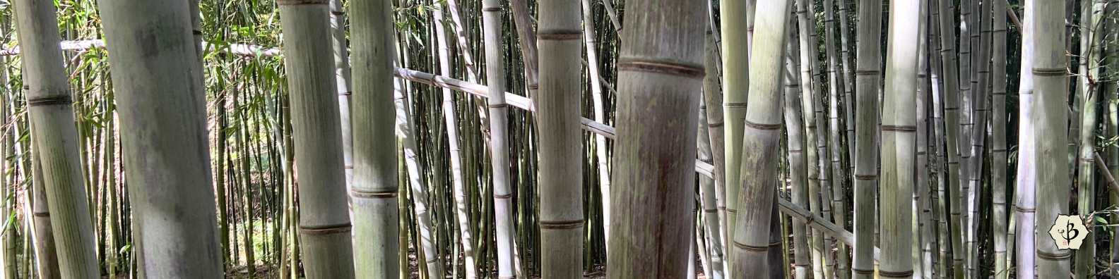 Phyllostachys nigra boryana banner