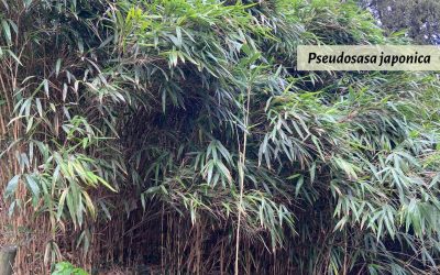Arrow Bamboo: Pseudosasa japonica
