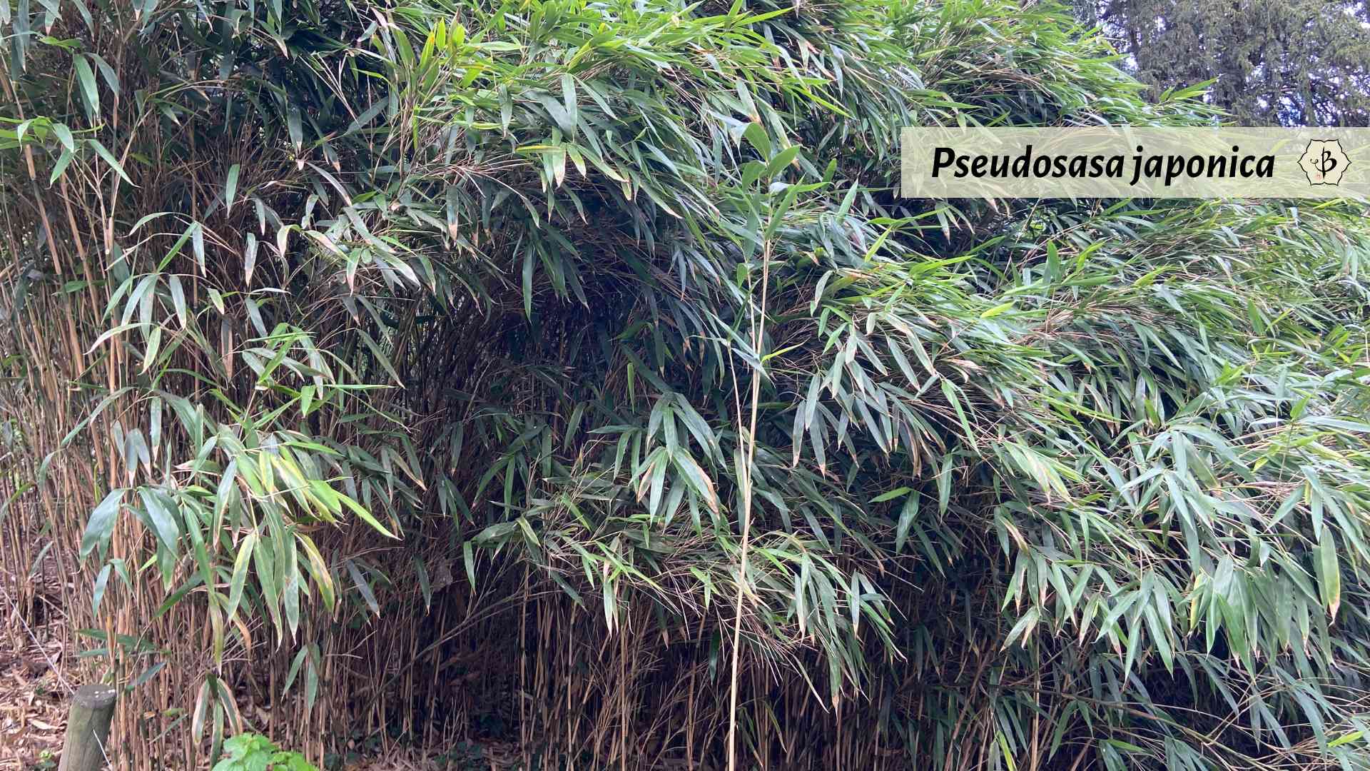 Pseudosasa japonica Arrow Bamboo Paris