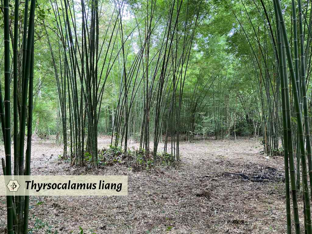 Thyrsocalamus liang Thailand Bamboo Hornaday