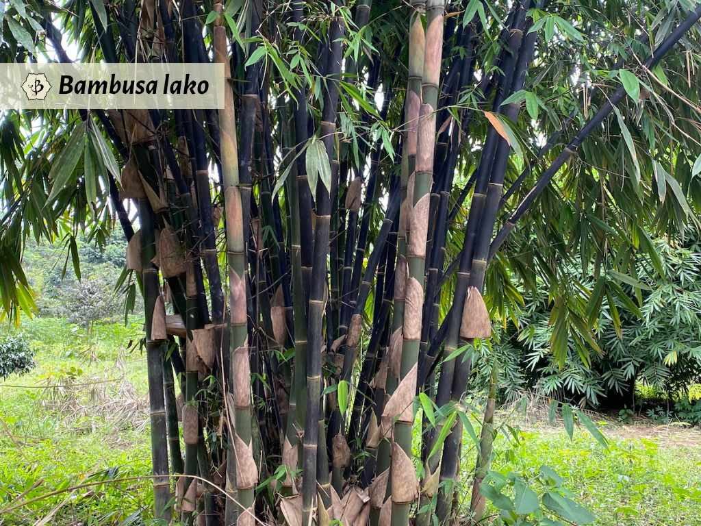 Bambusa lako timor black bamboo clump