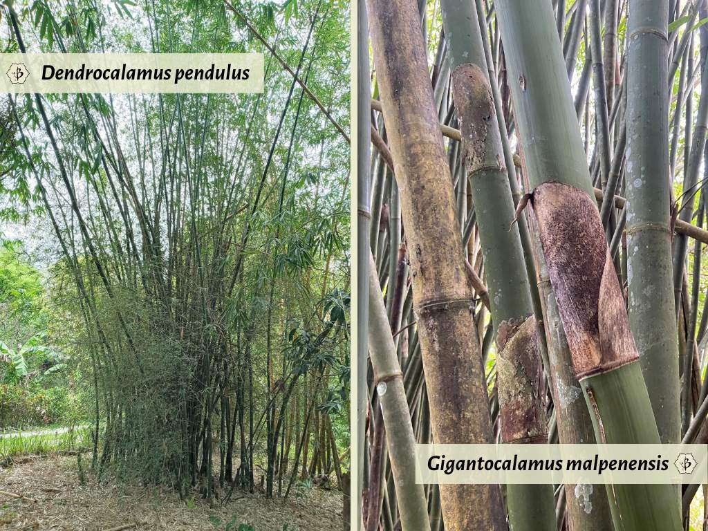 Dendrocalamus pendulus and Gigantocalamus malpenensis