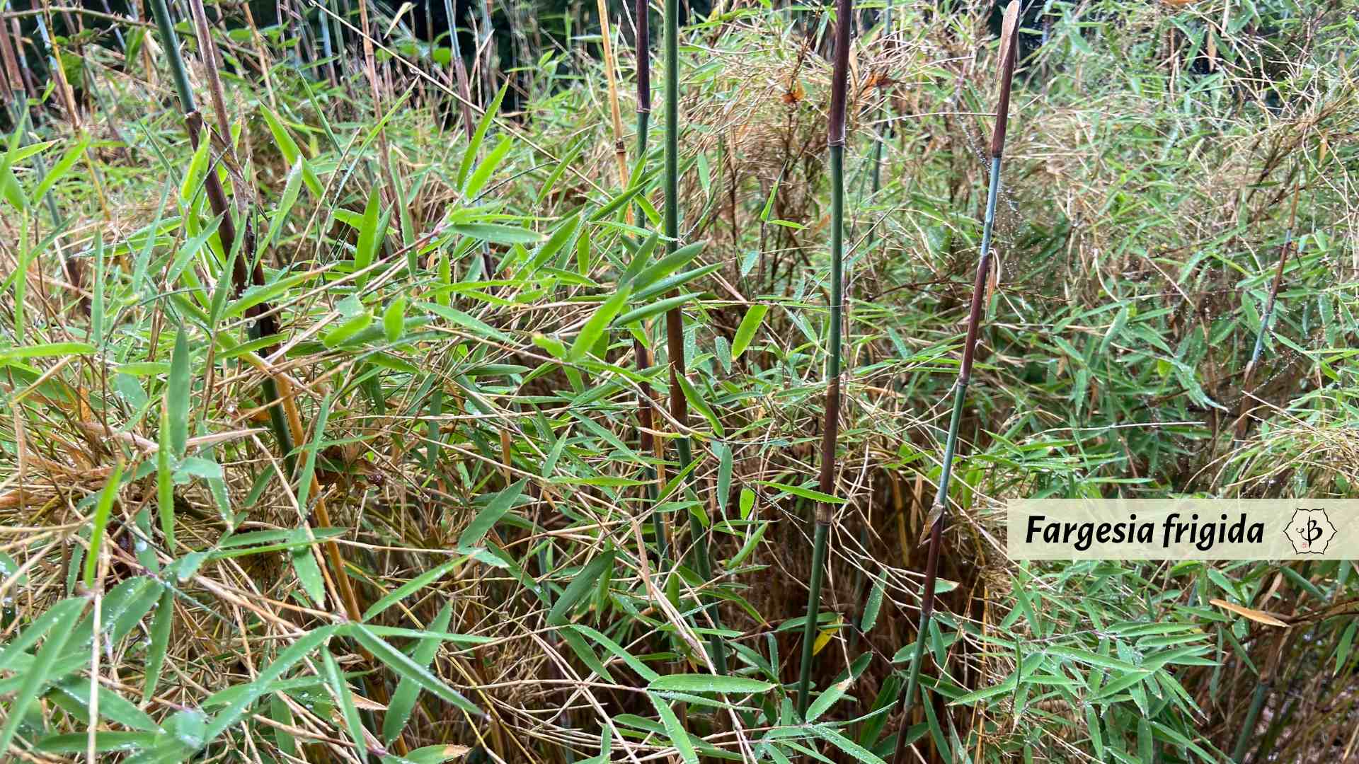 Fargesia frigida shoots