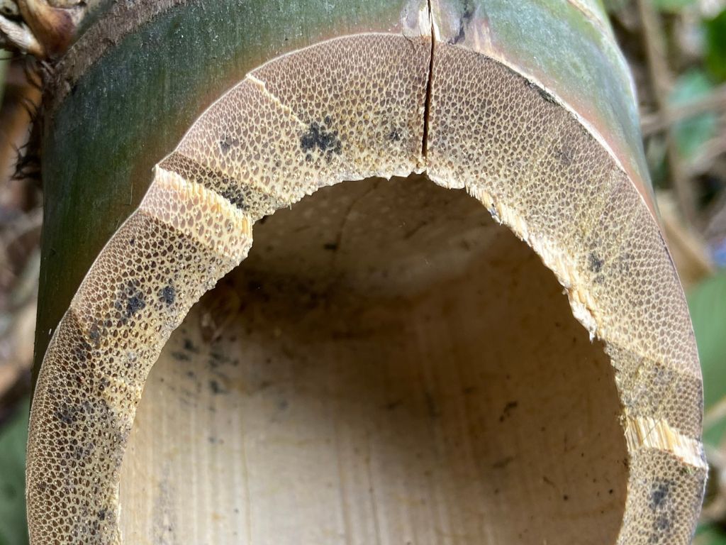 Gigantocalamus malapenensis parenchyma Hornaday