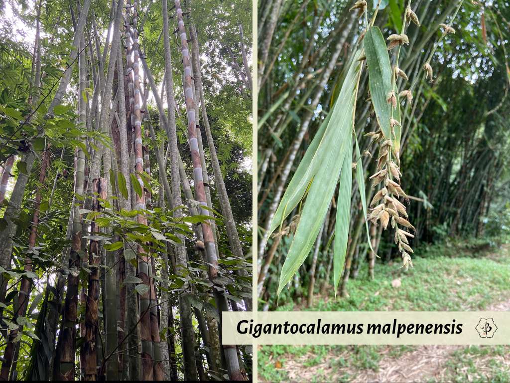 Gigantocalamus malpenensis hybrid features