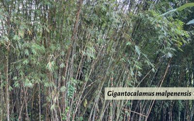 Gigantocalamus malpenensis: Malaysian bamboo hybrid