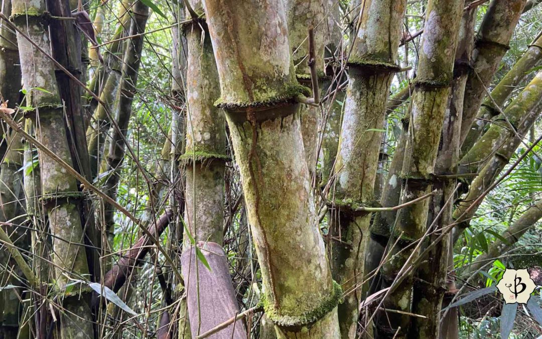 Iron Bamboo Dendrocalamus asper Hornaday