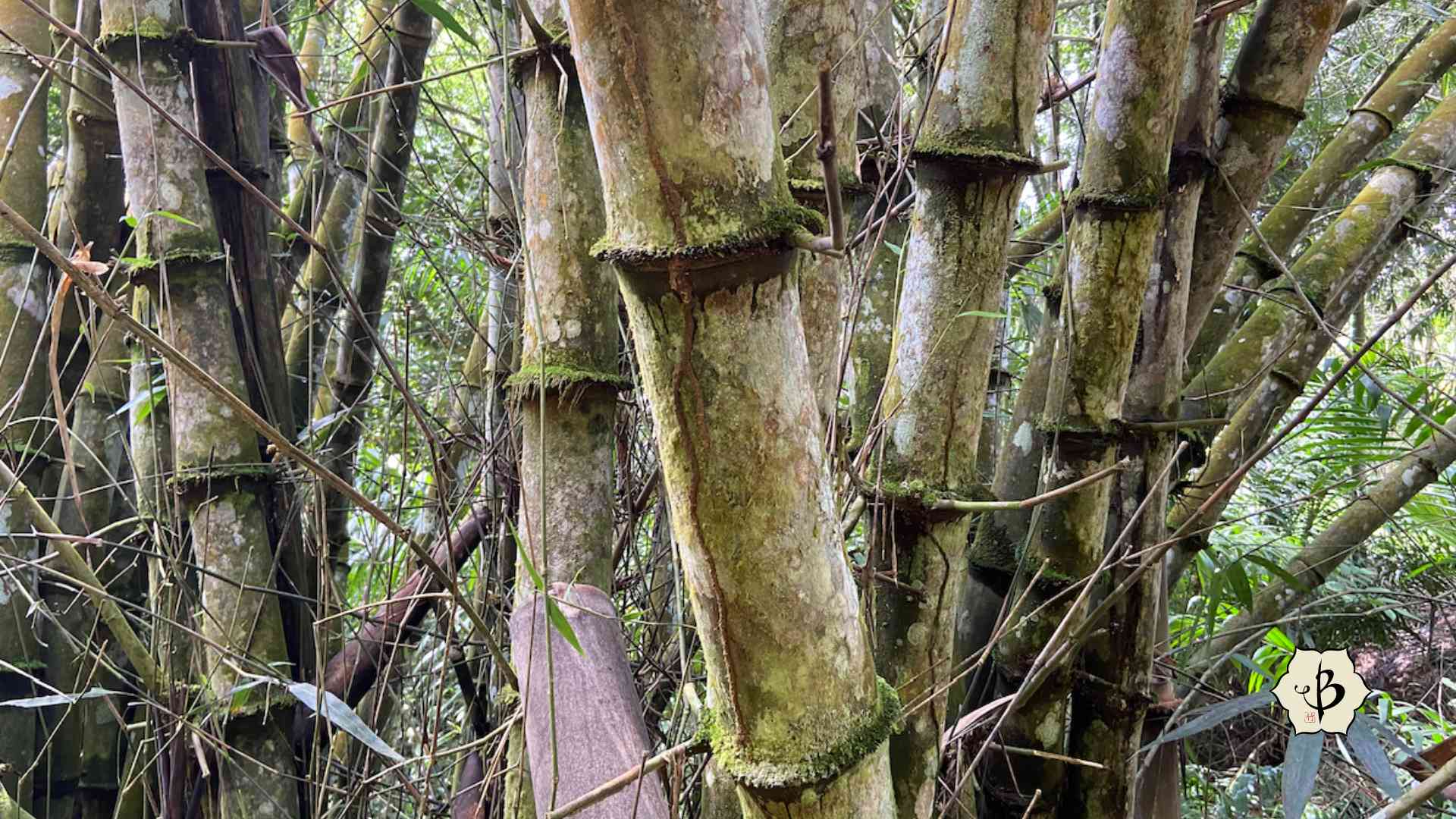 Iron Bamboo Dendrocalamus asper Hornaday