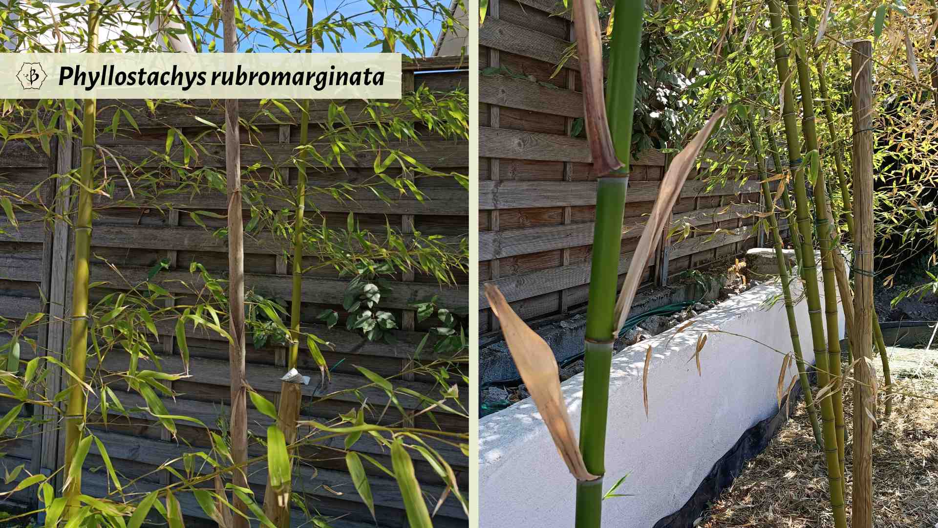 Red Margin Bamboo culms
