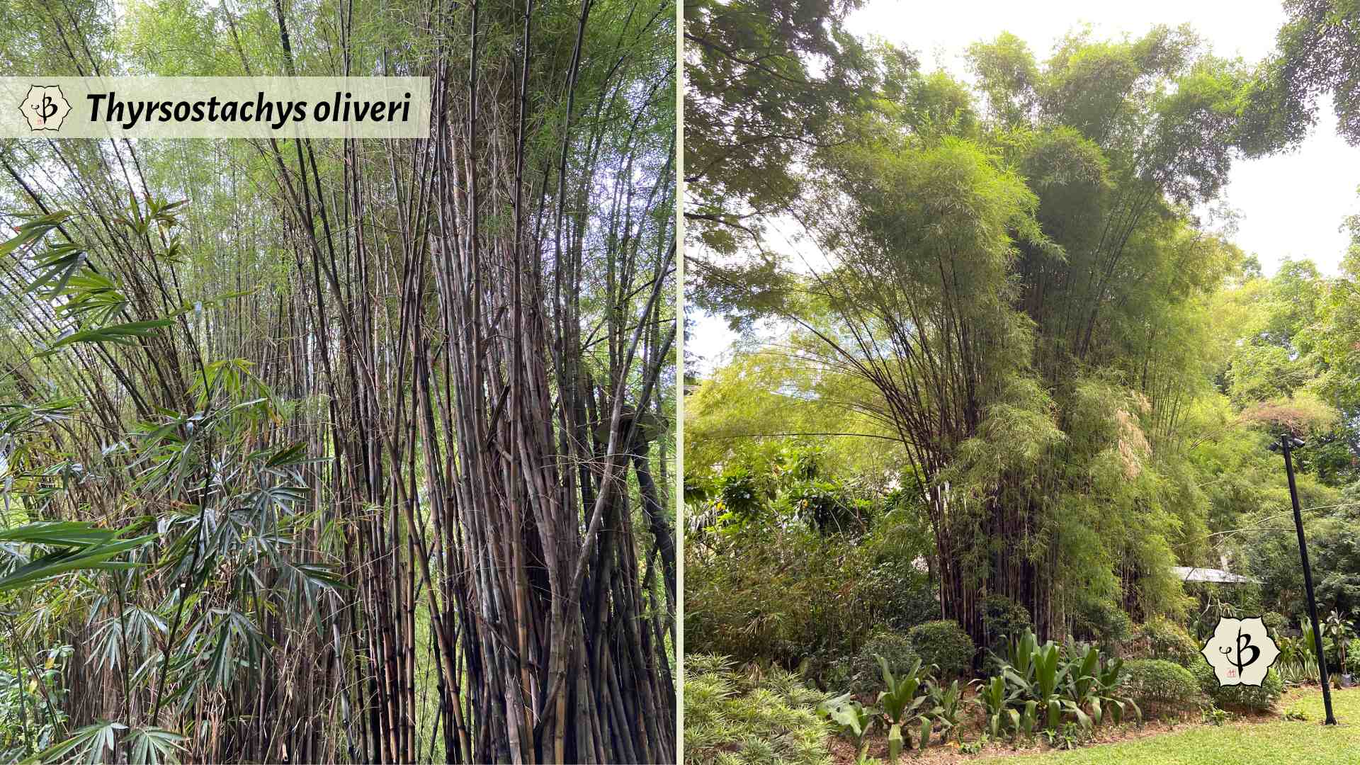 Thyrsostachys oliveri Hornaday