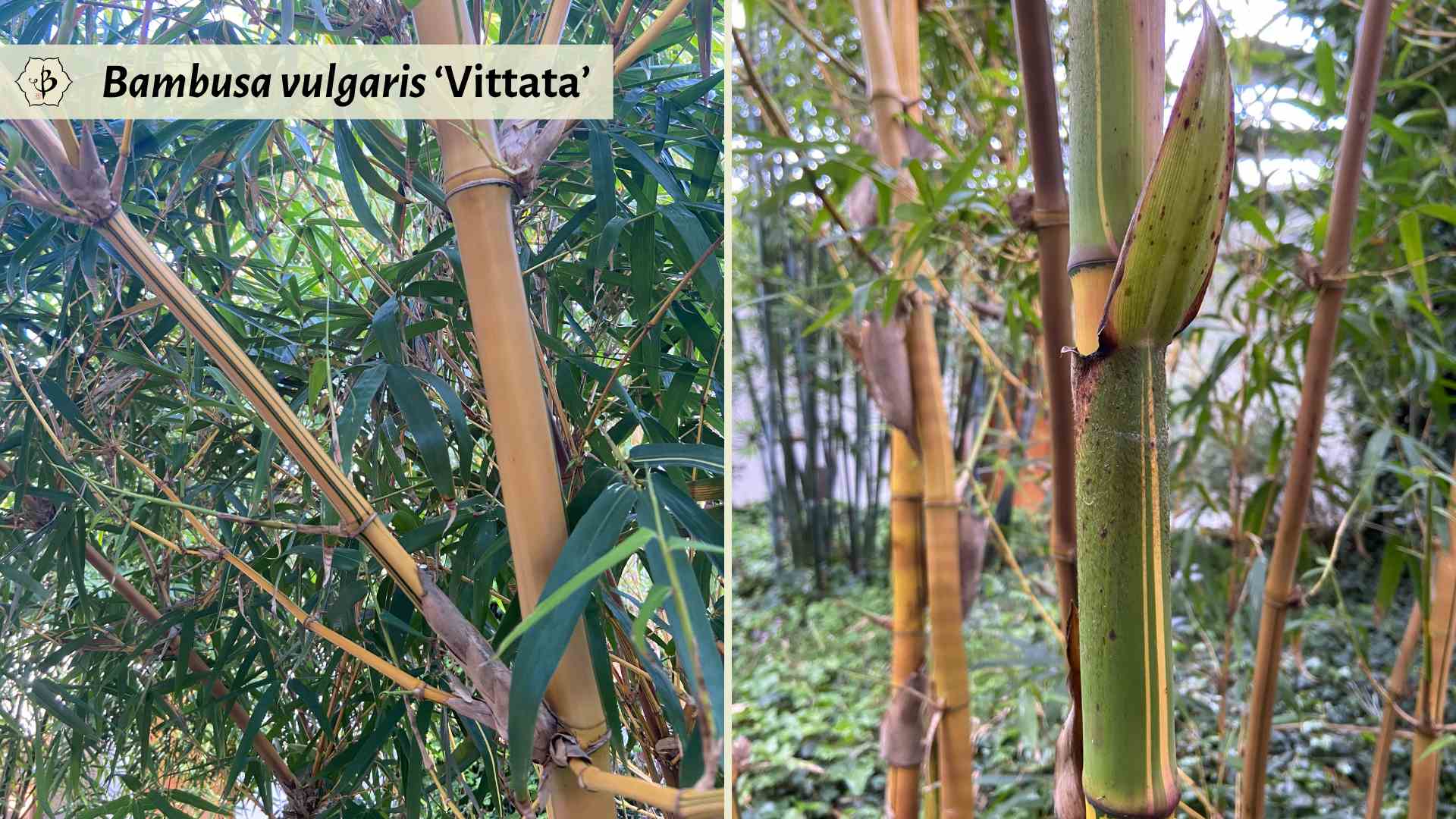 Bambusa vulgaris vittata features