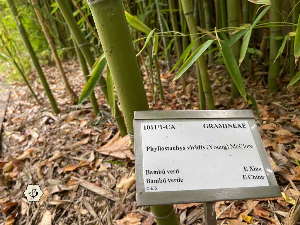 Phyllostachys viridis bamboo species