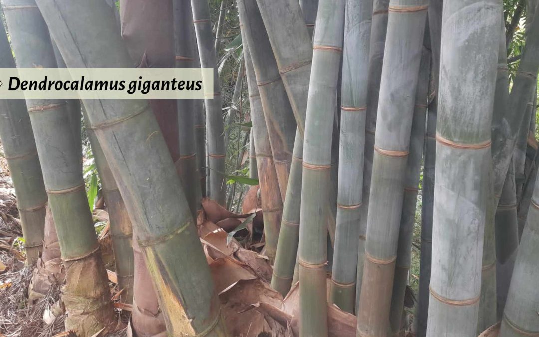 Dendrocalamus giganteus giant bamboo in Africa