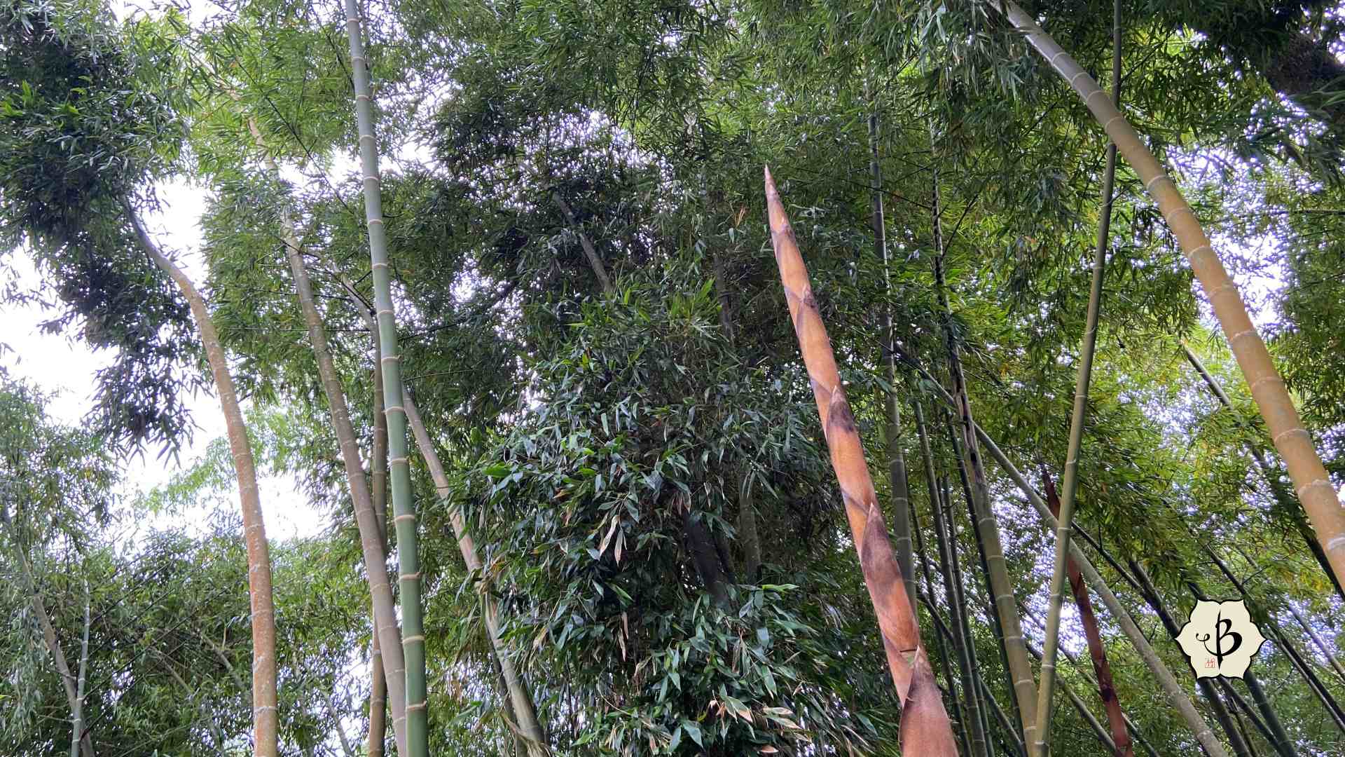 Giant Guadua bamboo shoot