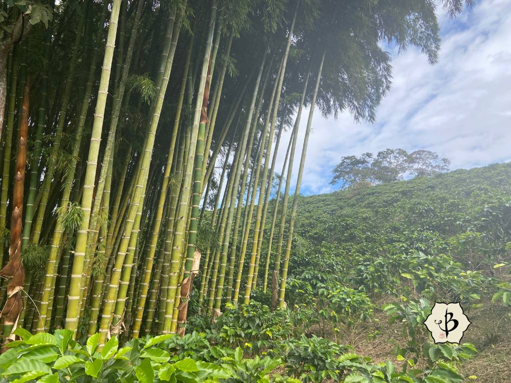 Guadua bamboo colombian coffee
