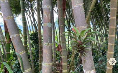 Guadua bamboo in Colombia