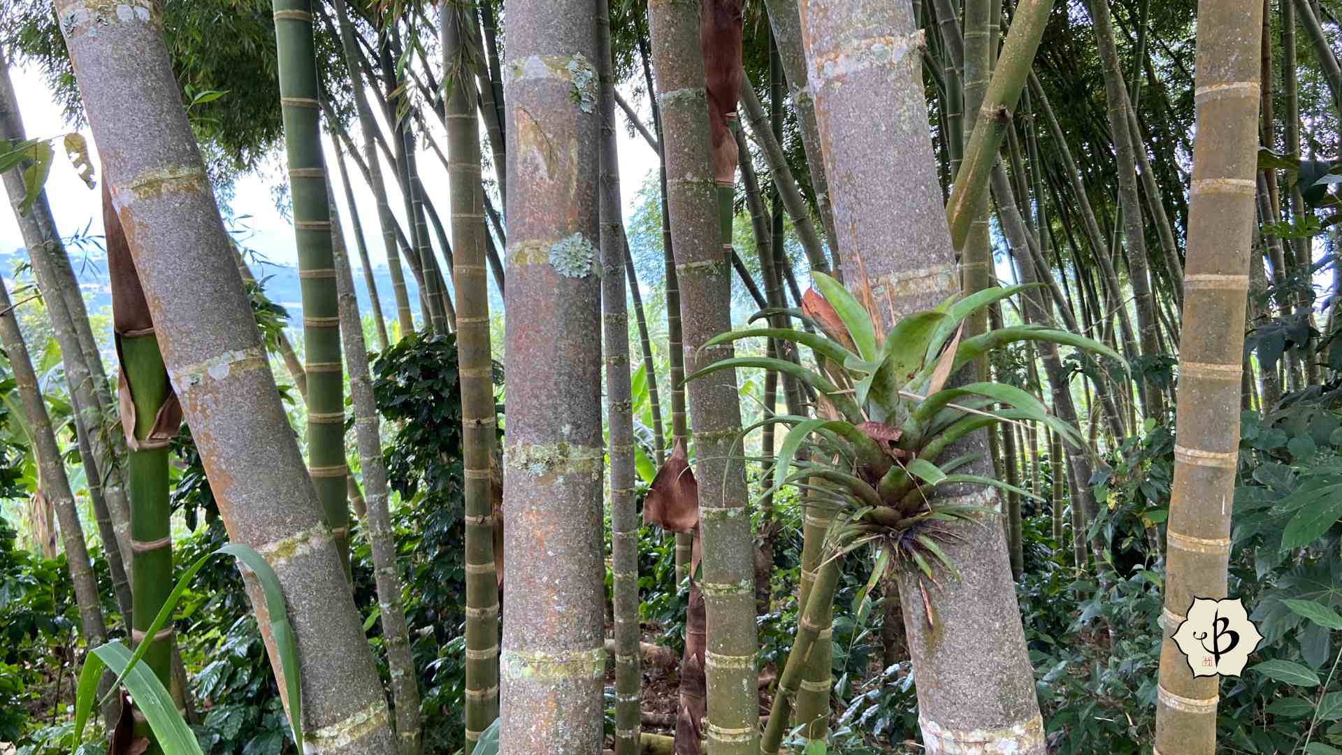 Guadua bamboo in Colombia