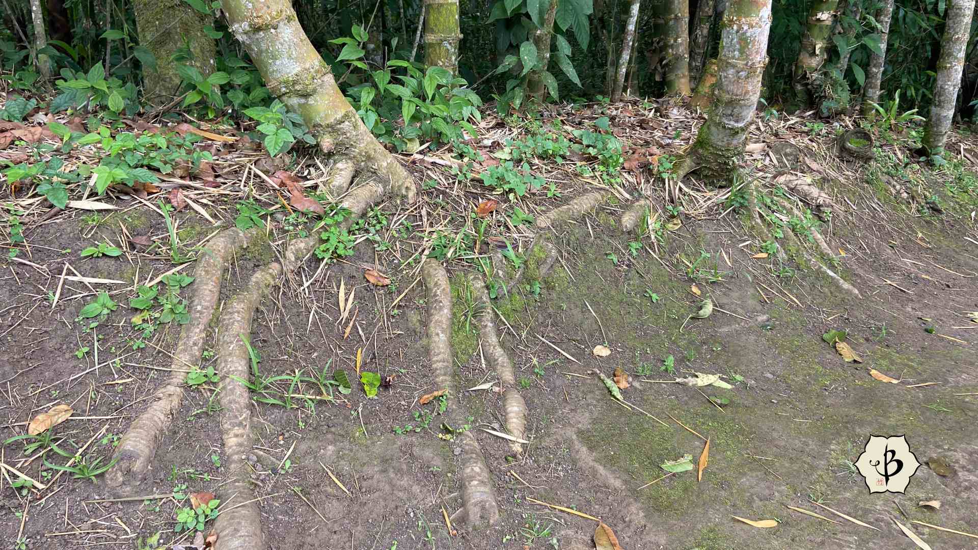 Guadua rhizomes deter erosion